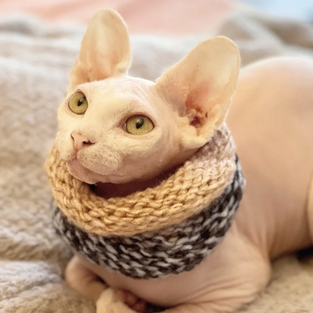NEW - Handmade Ombré | Calming Scarf | Cowl Scarf | Circle Scarf for Sphynx Cat - Picture 4 of 8